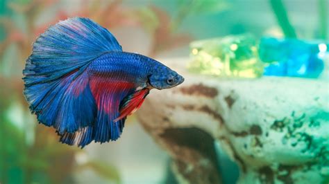 betta fish lifespan in tank.